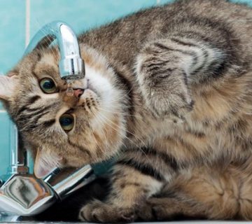 آب خوری اتومات گربه