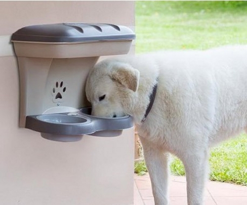 در هنگام خرید ظرف آب سگ به چه نکاتی باید توجه کرد؟ 