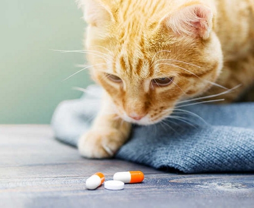 کاربرد دارو گربه وتس پلاس چیست؟ 