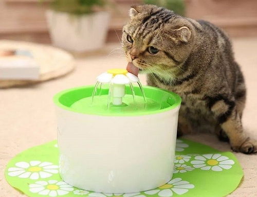 آیا ظرف آب گربه محدودیت سنی دارد؟ 