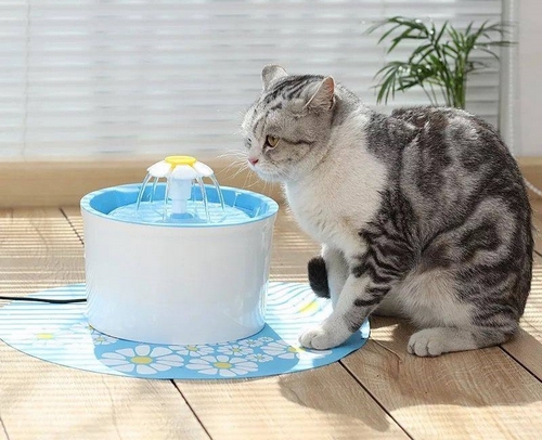 در هنگام خرید ظرف آب گربه به چه نکاتی باید توجه کرد؟ 