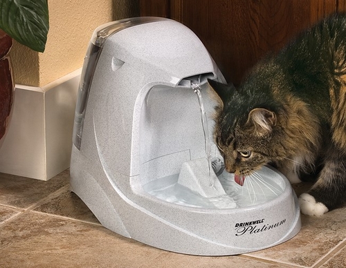 ظرف آب گربه