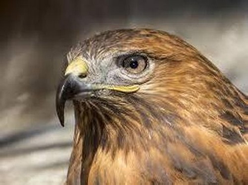 آیا عقاب خاکی در خطر انقراض است؟
