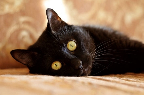 آیا نحس بودن گربه سیاه خرافات است؟ 