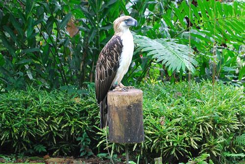 عقاب فیلیپینی جزو کدام گونه های جانوری می باشد؟