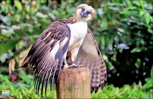 عقاب فیلیپینی چه ویژگی هایی دارد؟