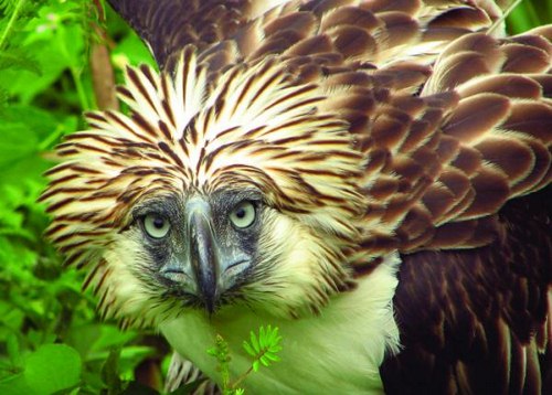 بررسی خصوصیات عقاب فیلیپینی