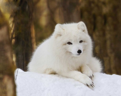 روباه قطبی چه حیوانی است؟