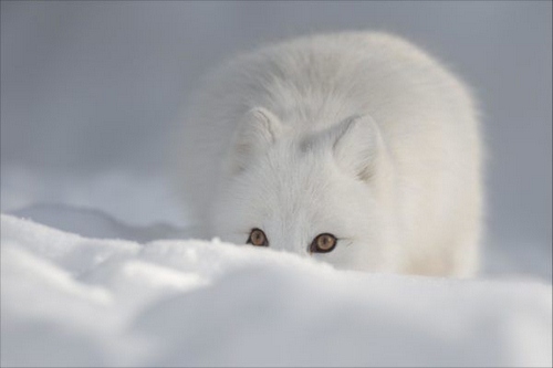عکس های روباه قطبی را در کجا مشاهده کنیم؟