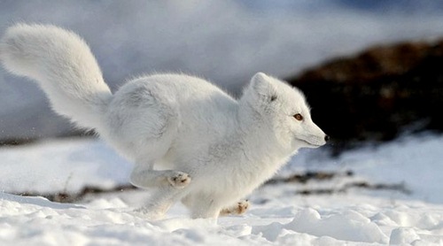 غذای روباه قطبی چیست؟