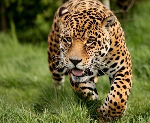 مقایسه شکل ظاهری ببر و پلنگ 