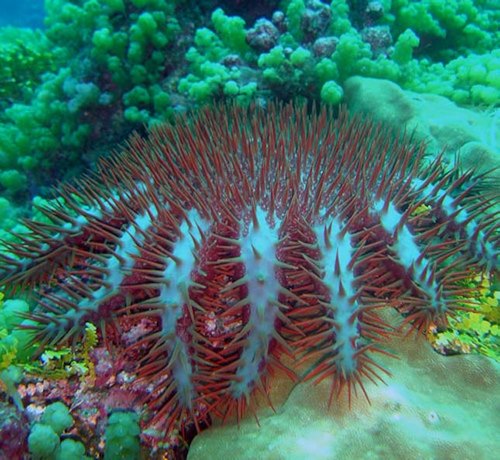 آیا ستاره دریایی تاج خار در خطر انقراض قرار دارد؟
