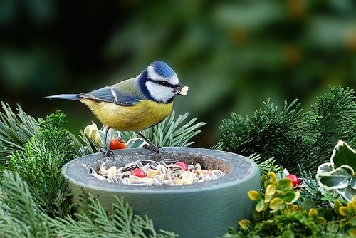 دانه ها چه نقشی در غذای پرنده دارند؟ 