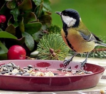 انواع غذای پرنده