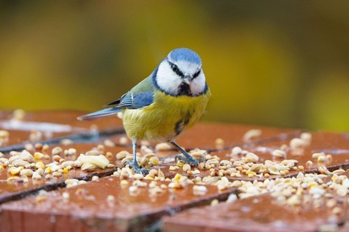 غذای پرنده های مختلف چگونه است؟ 