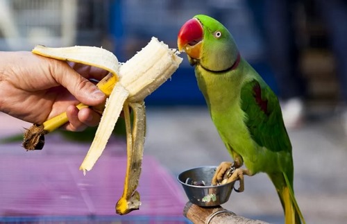 انواع غذای پرنده کدامند؟ 