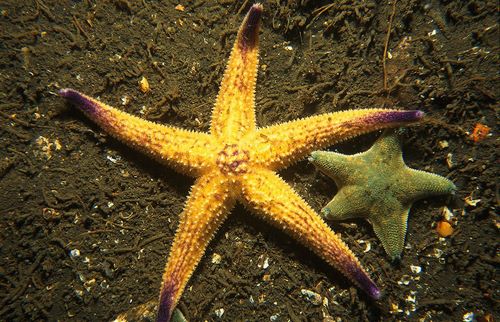 ستاره دریایی آستریاس چگونه است؟