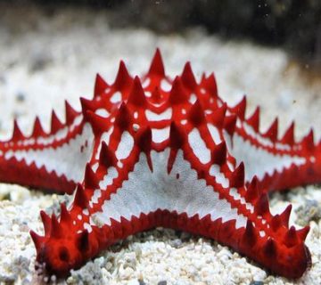 ستاره دریایی تاج خار
