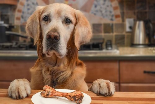 استخوان ژلاتینی سگ به چه منظور استفاده می شود؟ 