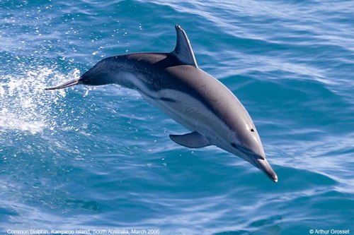 دلفین پوزه دار در چه آب هایی زندگی می کند؟