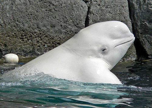 نهنگ سفید