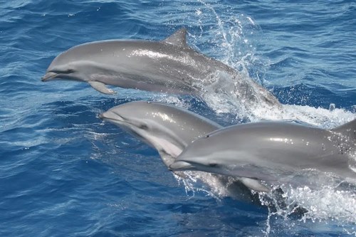 دلفین فریزر در چه آب هایی زندگی می کند؟