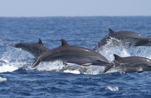 دلفین فریزر جزو کدام گونه از حیوانات می باشد؟