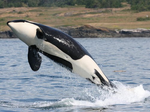 نهنگ قاتل طعمه چه حیواناتی است؟