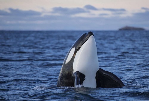 نهنگ قاتل در چه آب هایی زندگی می کند؟