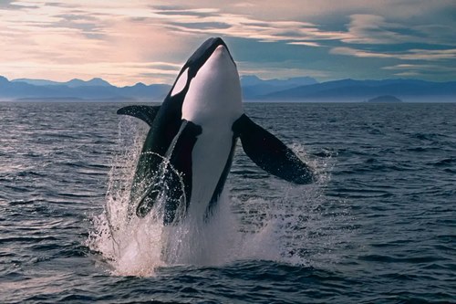 مدت زمان بارداری نهنگ قاتل چقدر است؟