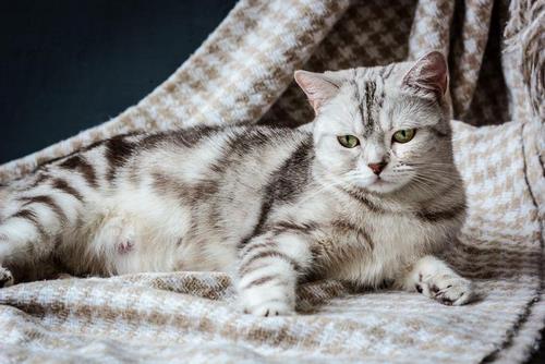 آیا علائم حامله شدن گربه در هر نژاد متفاوت است؟