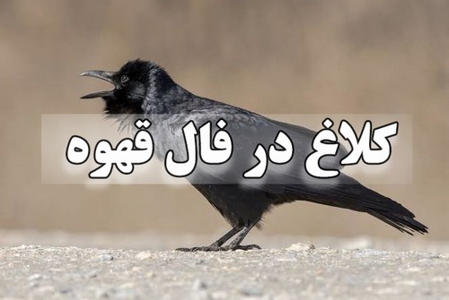 کلاغ در فال قهوه نماد چیست؟