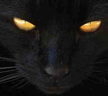تعبیر خواب گربه سیاه