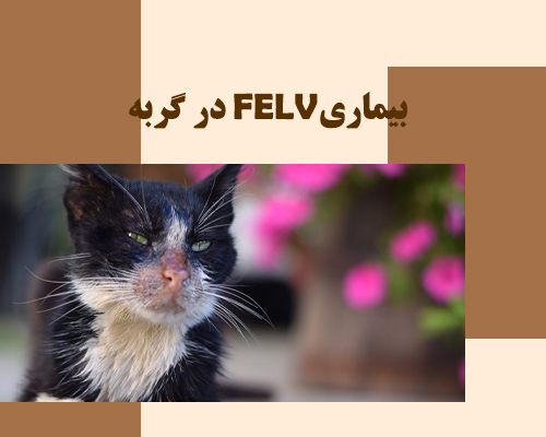 Felv disease in cats
