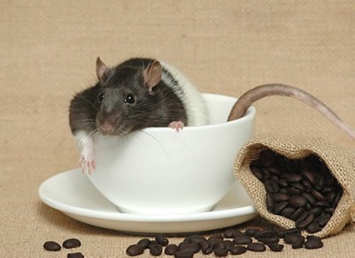 موش در فال قهوه