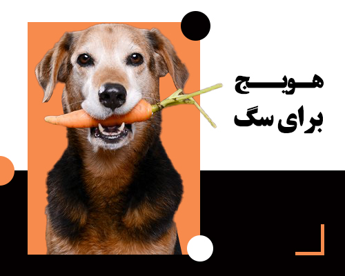 Dog and carrot_3