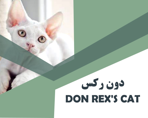 Don Rex's cat_3