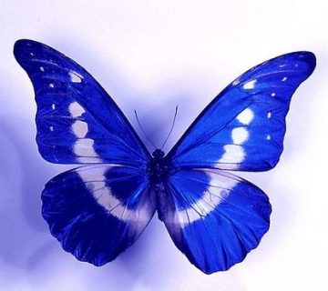 تعبیر و تفسیر پروانه در فال قهوه