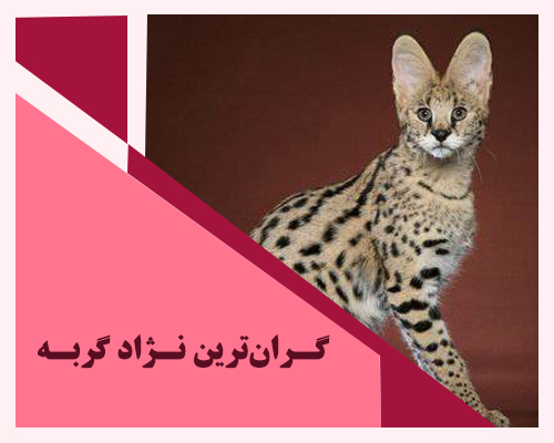 The most expensive cat breed_1