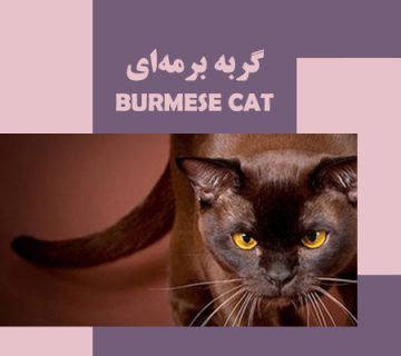 burmese cat_3