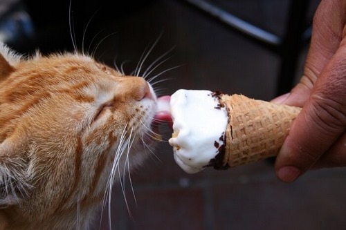 بستنی گربه