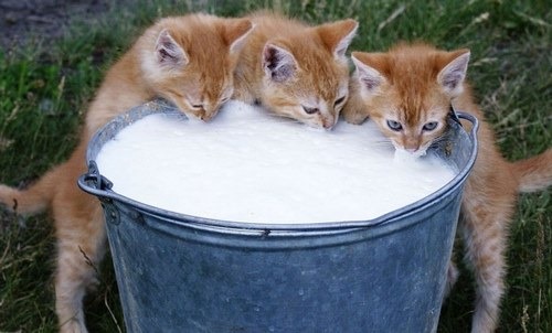 شیر برای گربه