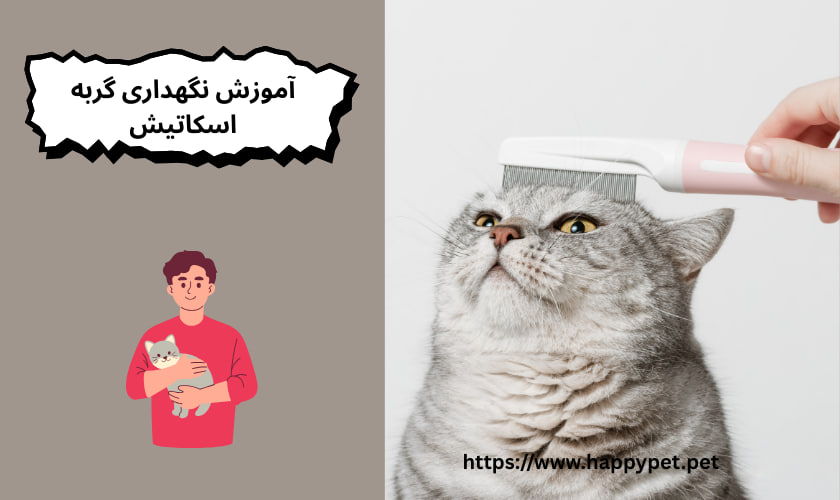 آموزش نگهداری گربه اسکاتیش