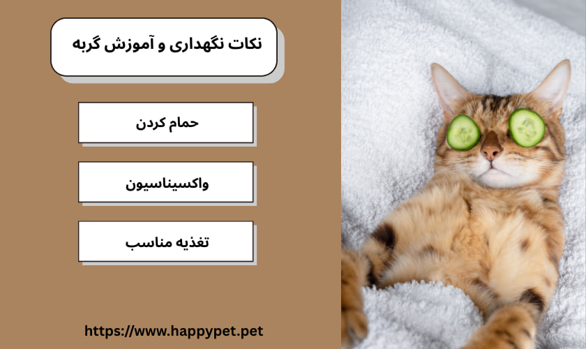 نکات نگهداری و آموزش گربه