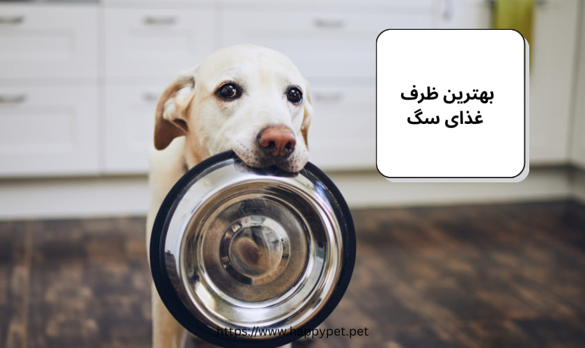 بهترین ظرف غذای سگ 