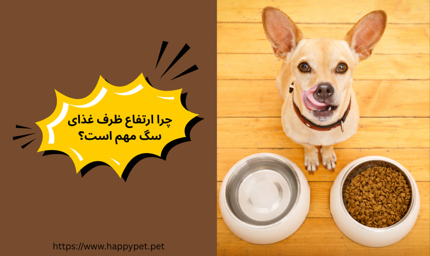 چرا ارتفاع ظرف غذای سگ مهم است؟