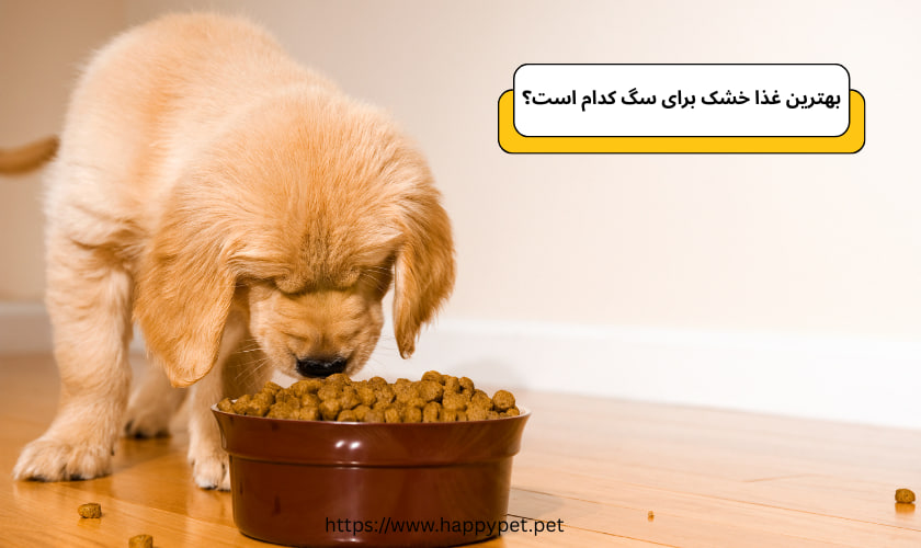 بهترین غذا خشک برای سگ