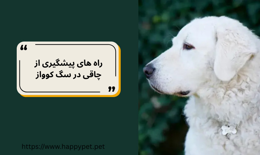 راه‌ های پیشگیری از چاقی در سگ کوواز