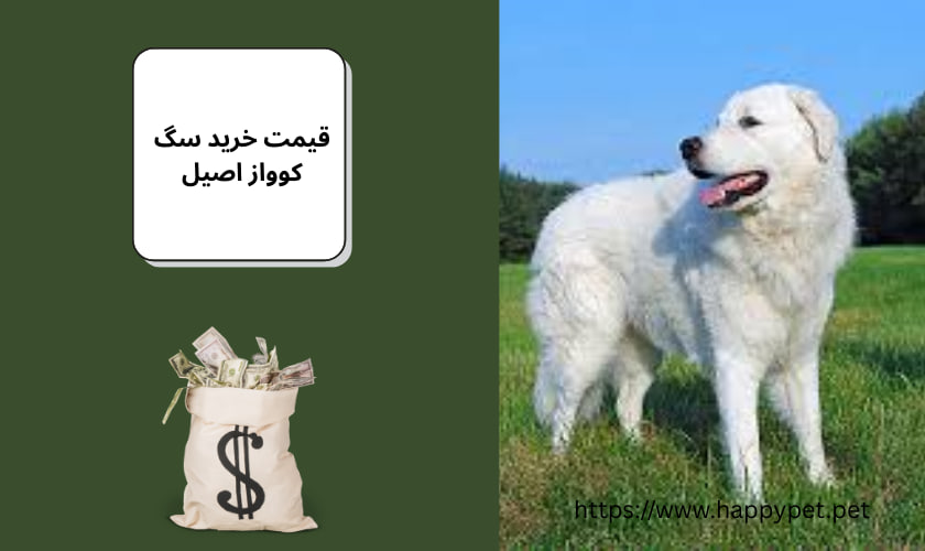 قیمت خرید سگ کوواز اصیل
