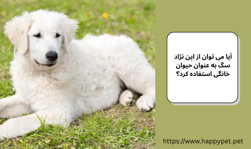 آیا می توان از این نژاد سگ به عنوان حیوان خانگی استفاده کرد؟